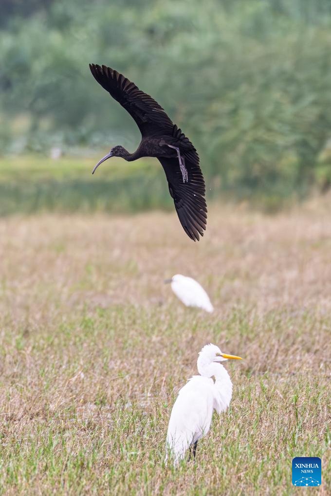 VoiceofPD's tweet image. A glossy #ibis has recently been sighted at the park, marking the second consecutive year of glossy ibis visiting here. A total of 13 glossy ibises, a first-class protected species in China, was recorded at the Haiwei National #WetlandPark last year, setting a new record for the…