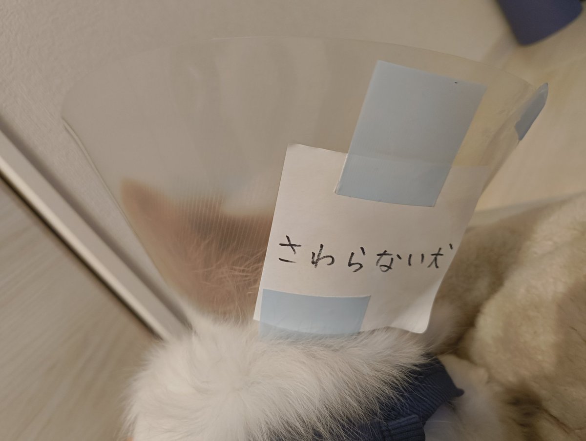 tete_papillon's tweet photo. エビクト。うっかり皆なでなでしてしまうのでカラーに「さわらない」と注意書きを貼っています…　#パピヨン https://t.co/oikHkyeBF4