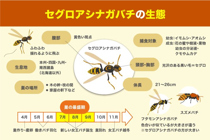zekatsuma_17's tweet photo. セグロアシナガバチについて調べてたんだけど、体長が21〜26cmってバケモンみたいなデカさで草 https://t.co/fP0FuHcgqx
