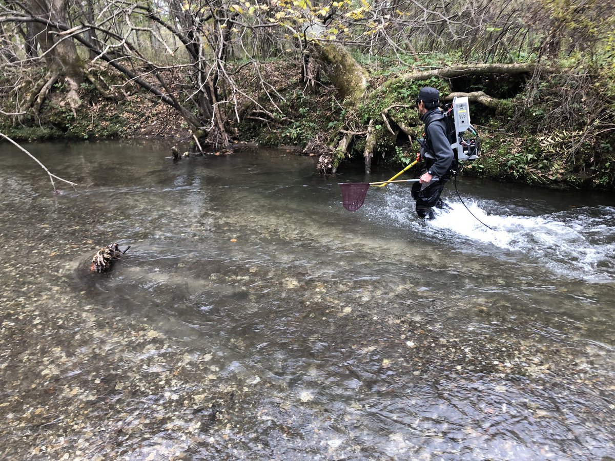 tmk_exforest's tweet image. 遡上したサクラマスのサンプル採集を秋に行いました。普段は森林内の河川で魚類調査をすることがほとんどですが、湿原の河川まで足を運びました。サクラマスもちゃんと遡上していたようです。
#苫小牧研究林