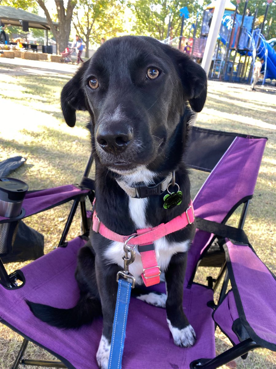 Disabled Paws🎗💛 tweet media