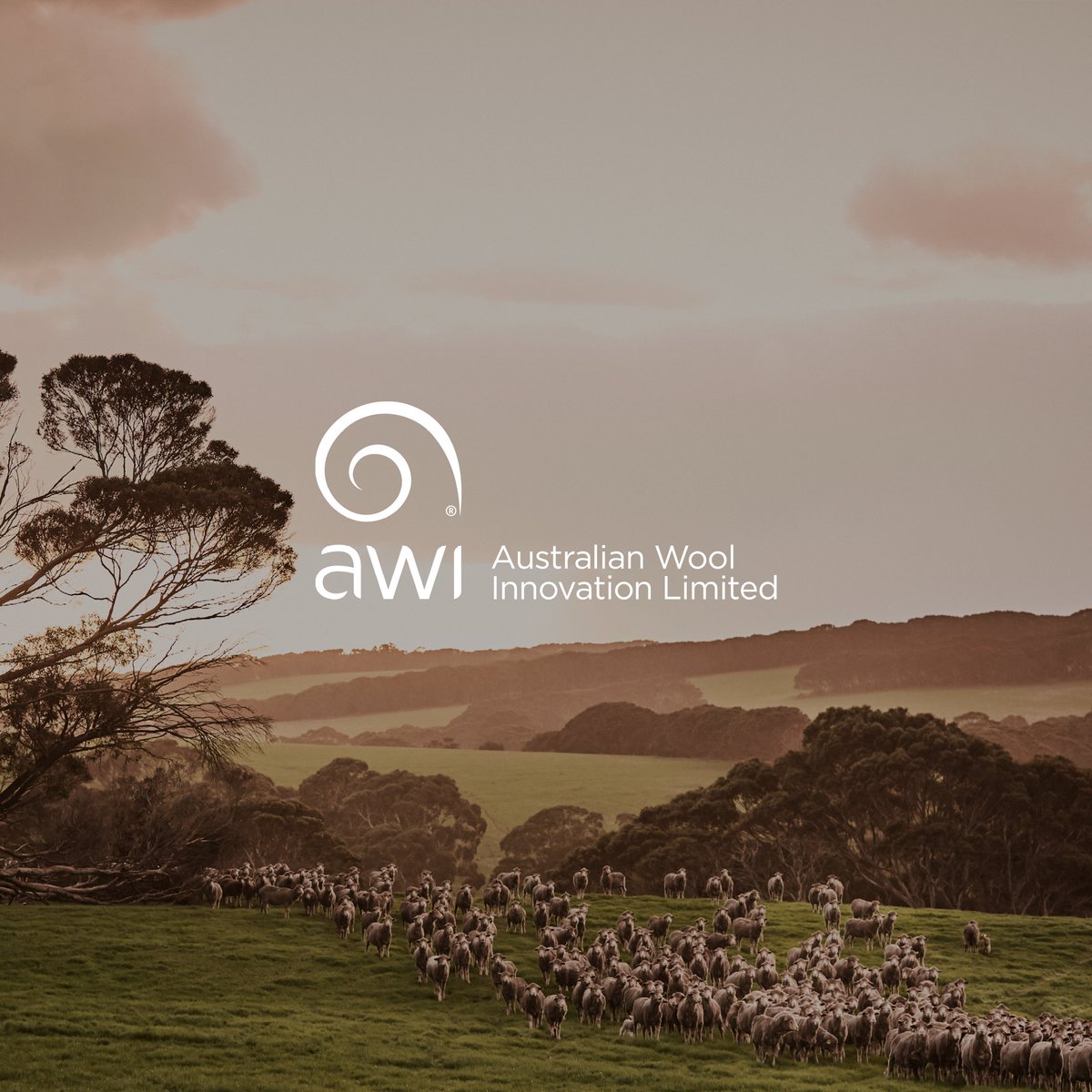 Australian Wool Innovation tweet media