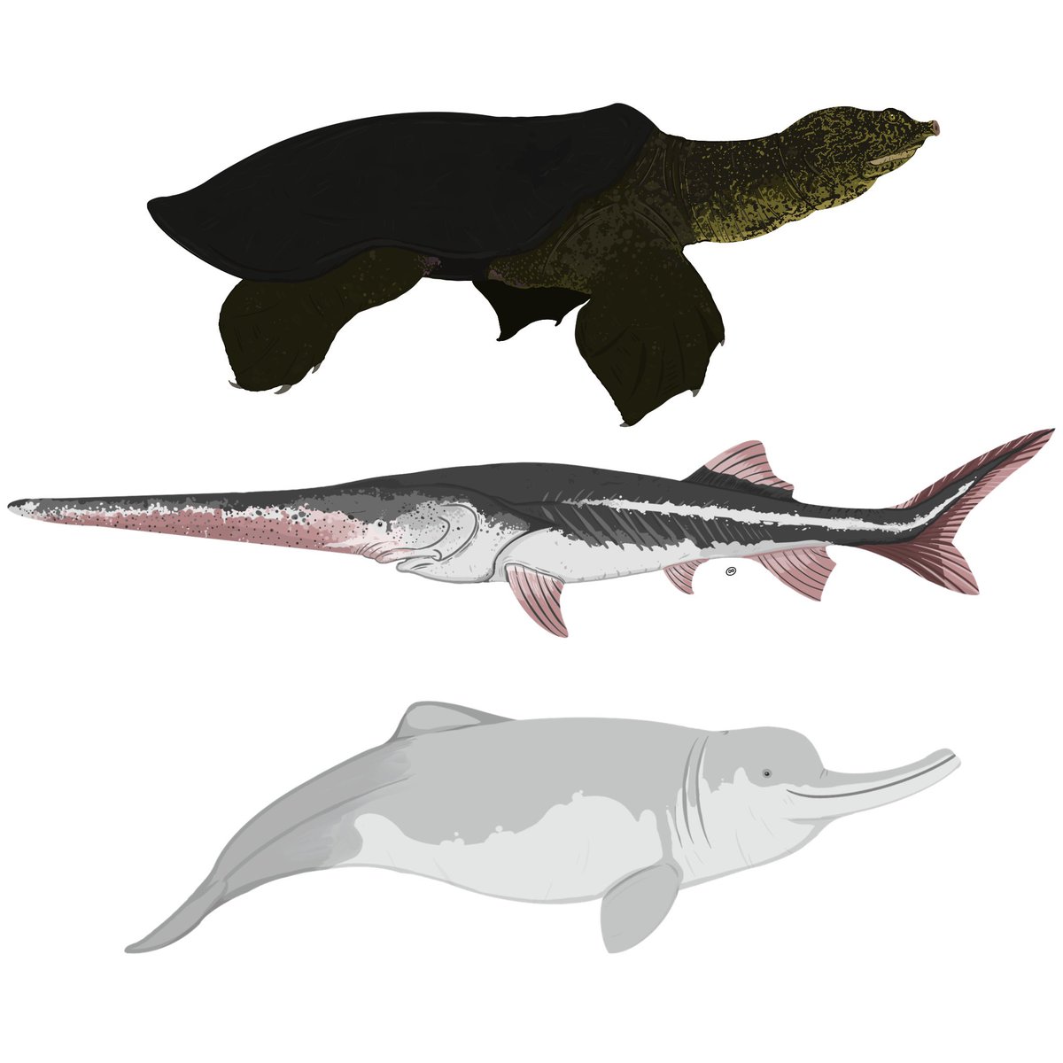 astrapionte's tweet image. the YANGTZE BIG 3. 🧵 

#paleoart #baiji #china