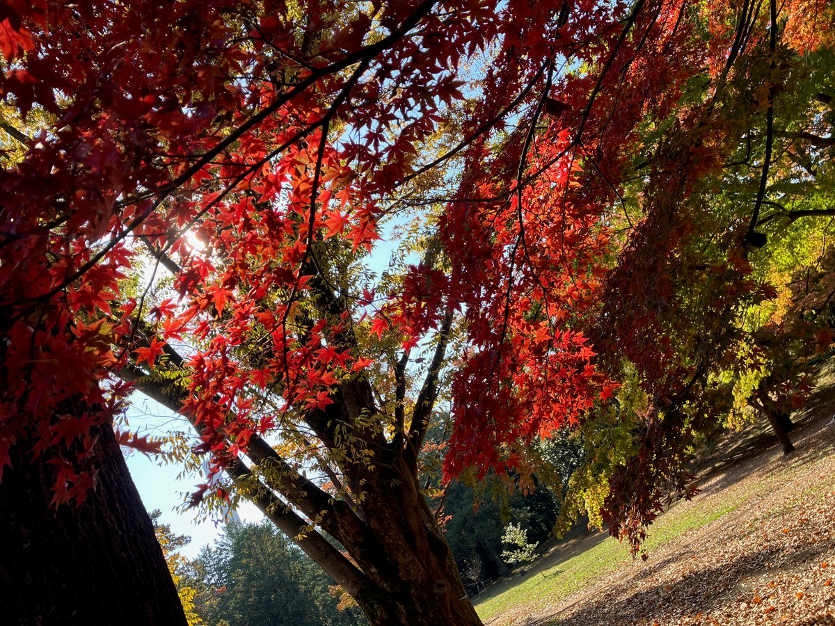 TOBU TRAIN TOURISM 沿線おでかけスポット 
【東上線エリア】スポットナンバー2　🔆#光が丘公園🔆
11/14現在の写真です😀
イチョウやモミジが色づき始めました🍁
成増駅下車　徒歩約15分
vvrl.cc/oz09ev
#成増駅　#紅葉　#おでかけ