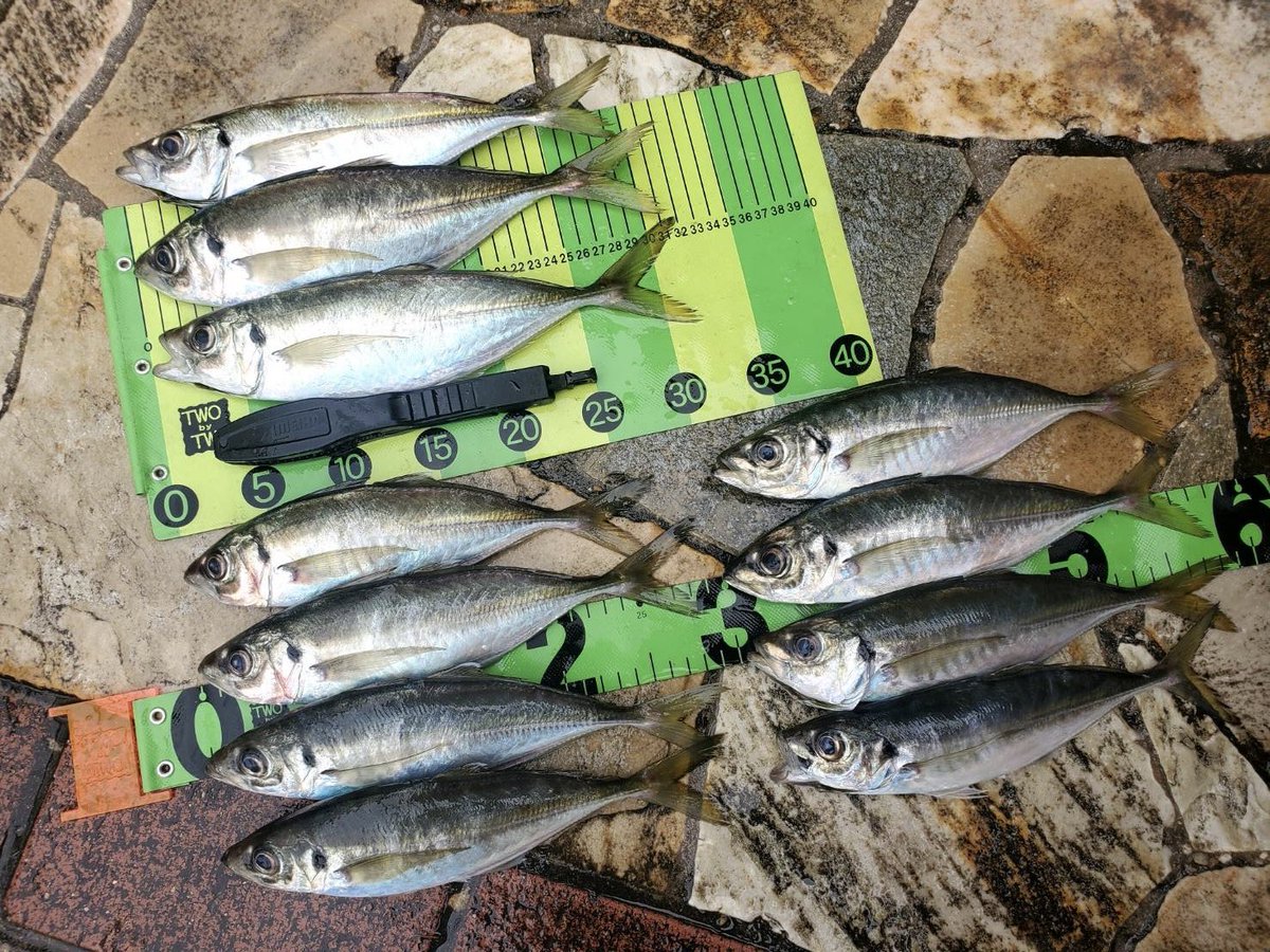 twobytwo_sp's tweet image. またまた玉葱の島で
バーチカルラッキーシリーズの
イエロー微グローが大当たり🎯
視認性抜群の蛍光イエローに、微量グローとオリジナルフォーミュラが
“食わせの一瞬”を引き寄せる。

👉 オンラインショップで随時販売中！

TWObyTWO WEBSHOP

twobytwo.shopselect.net
 
#TWObyTWO
#キーパーライン