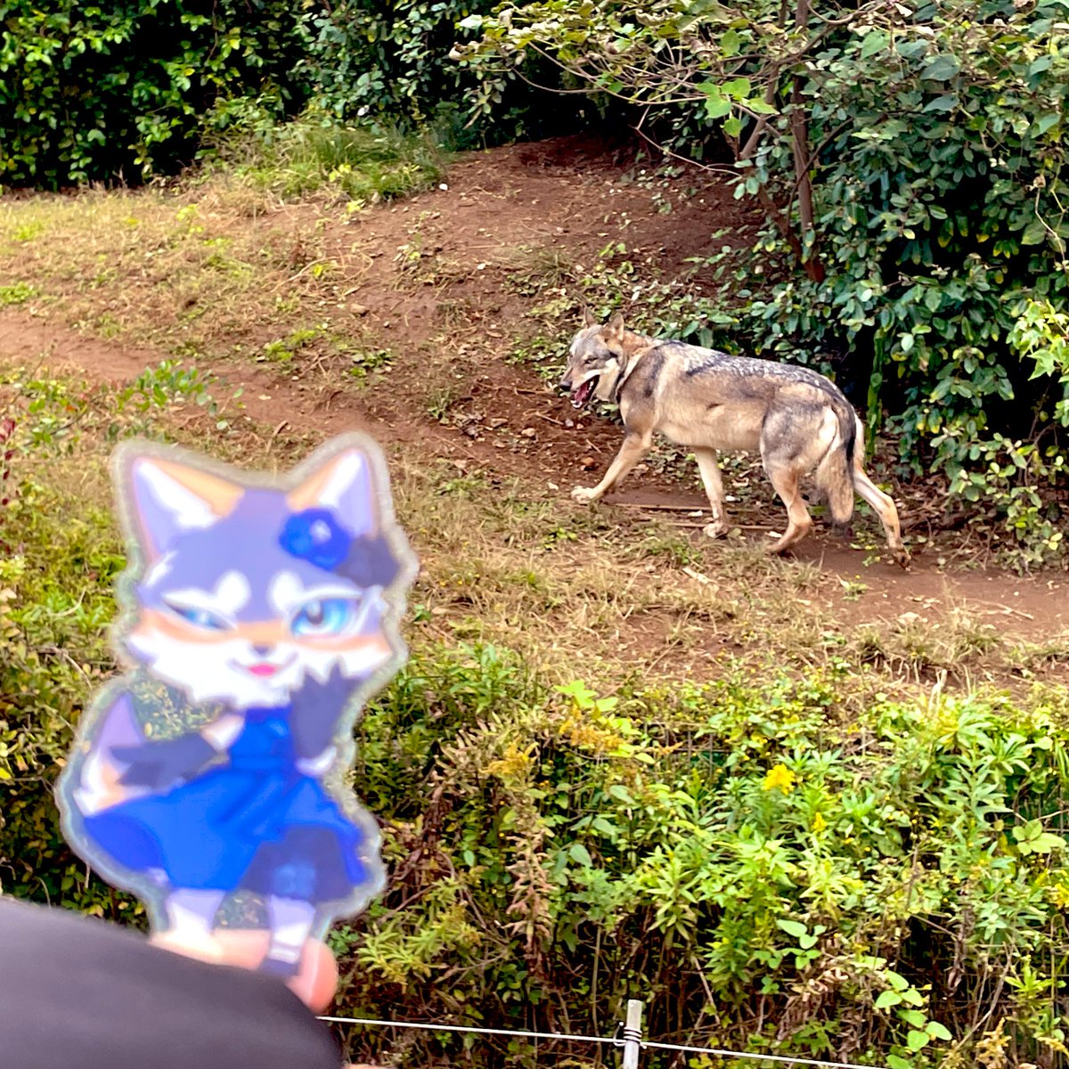 キトラ키토라 (@kitora7130) / Posts / X