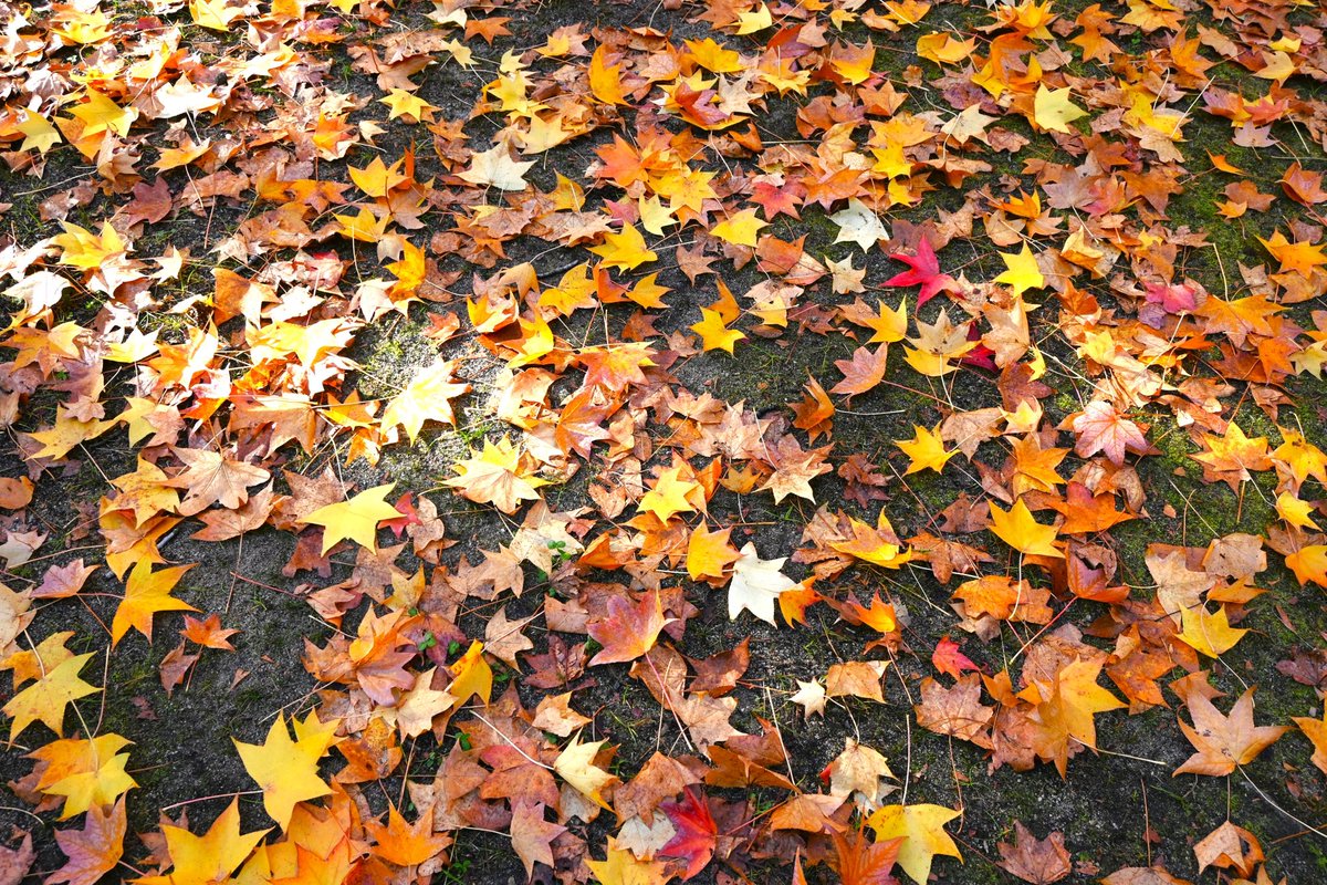 【今週末の万博記念公園は、“五感”で楽しめるイベントが盛りだくさん🍁🧀】

公園内の木々は、寒さで一気に紅葉が進んでいます🍂
⸻
🍁紅葉まつり
🍵紅葉まつり 日本庭園中央休憩所イベント
🌹秋のローズフェスタ
🧀チーズEXPO
🎤おは朝パーク2025　　etc
⸻