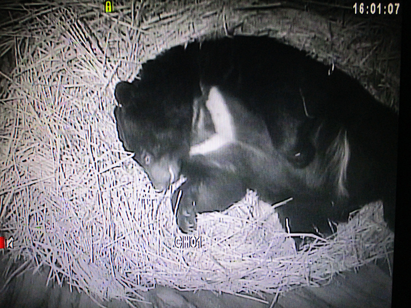 UenoZooGardens's tweet image. 今年は各地でクマによる人身被害が多発していて、不安に感じている方もいらっしゃるかもしれません。また、クマがいつ冬眠するのかが気がかりな方もいらっしゃるかもしれません。…