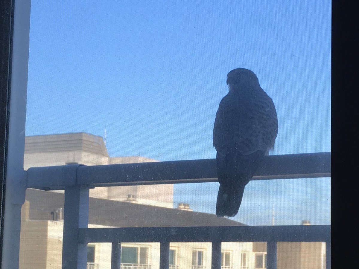 저기 친구야 너 너무 자주 오는 거 아니니.......? 꾸악꾸악 소리나서 돌아보면 이 친구가 자꾸 와서 날 쳐다봄 (빤히)