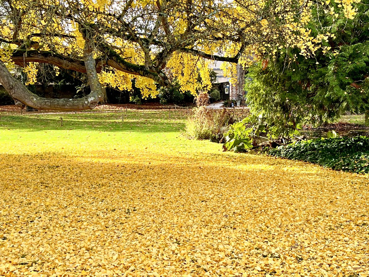 Bonjour. 
Gris et brouillard ici,
Alors je vous apporte du soleil en feuilles !