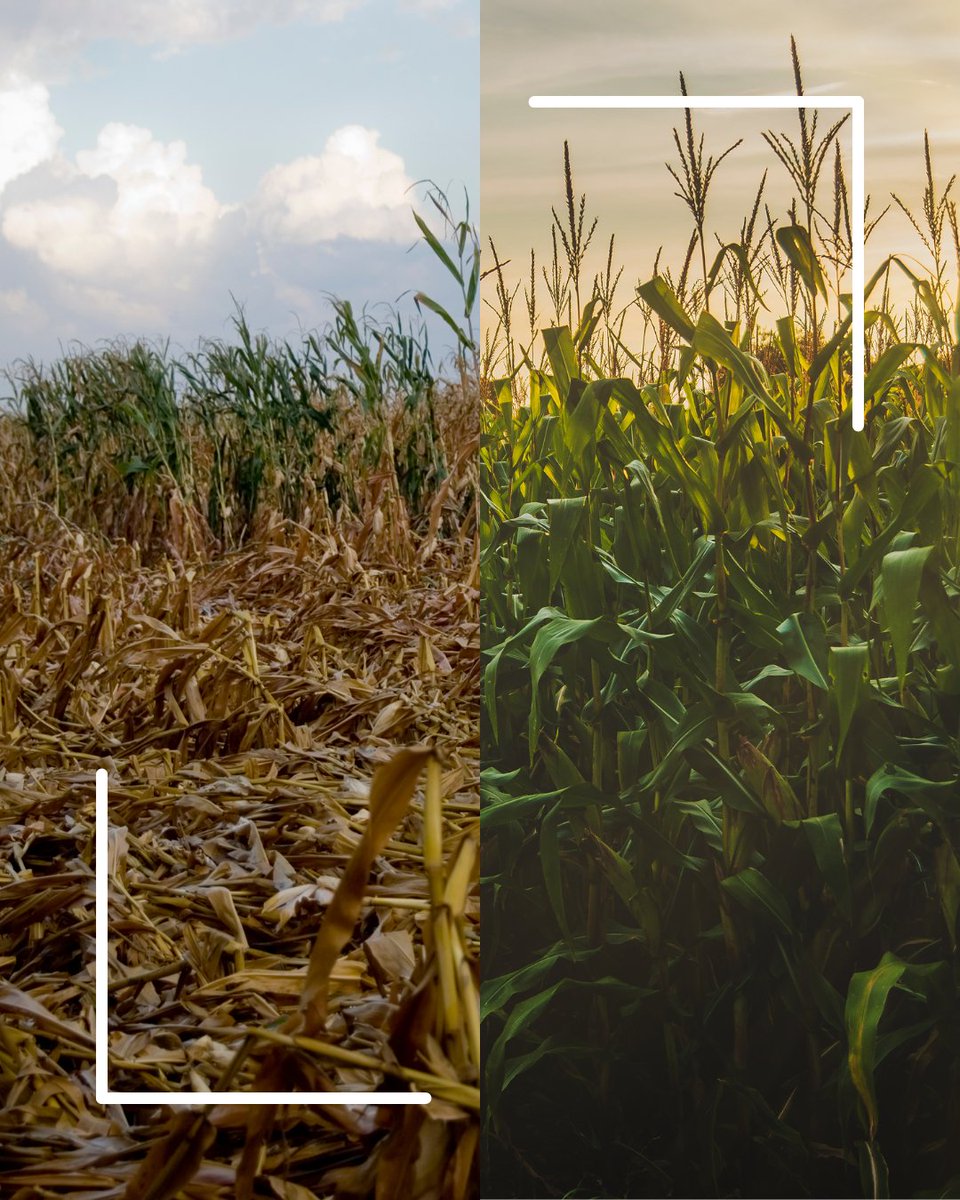 🌿 La diferencia se nota.

Cuando trabajas con soluciones naturales y tecnológicas, los resultados hablan por sí solos.

🌱 Mayor vigor.
💧 Mejor absorción de nutrientes.
☀️ Más resistencia al estrés.
🍅 Producción más uniforme y de calidad.