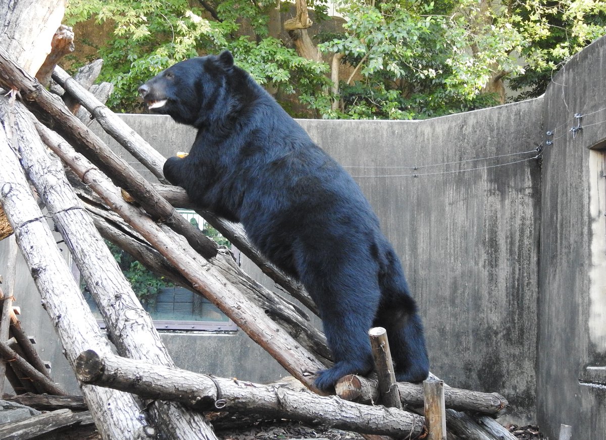 UenoZooGardens's tweet image. #上野動物園ツキノワグマの冬眠展示

現在、14歳のメスが冬眠の準備中です。冬眠に耐える体づくりのため、通常よりかなり多くのえさを与えています。目標体重は夏の30％増しの106キログラム。なお、このメスの冬眠は次で9回目です。

＜2025年11月10日の記録＞
・体重　93キログラム
・えさ…