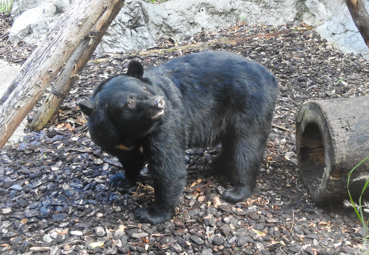 UenoZooGardens's tweet image. #上野動物園ツキノワグマの冬眠展示

現在、14歳のメスが冬眠の準備中です。冬眠に耐える体づくりのため、通常よりかなり多くのえさを与えています。目標体重は夏の30％増しの106キログラム。なお、このメスの冬眠は次で9回目です。

＜2025年11月10日の記録＞
・体重　93キログラム
・えさ…