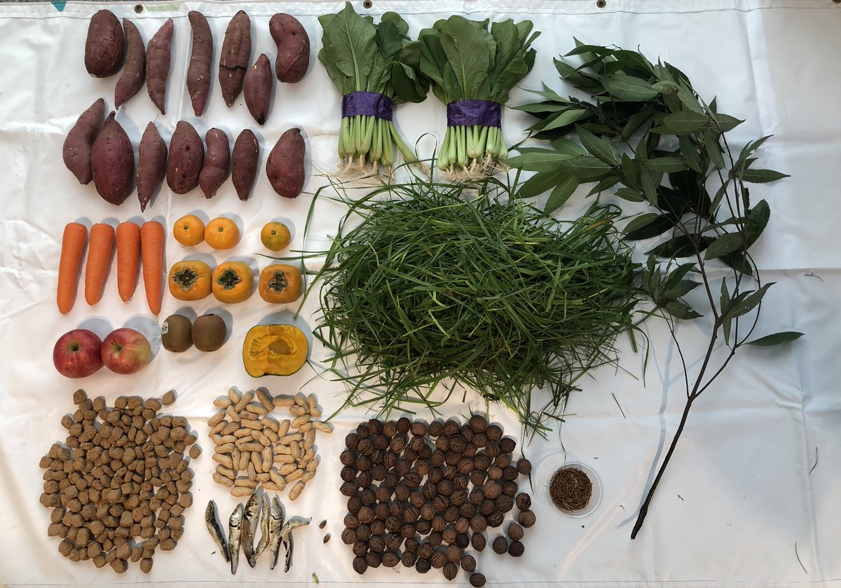 UenoZooGardens's tweet image. #上野動物園ツキノワグマの冬眠展示

現在、14歳のメスが冬眠の準備中です。冬眠に耐える体づくりのため、通常よりかなり多くのえさを与えています。目標体重は夏の30％増しの106キログラム。なお、このメスの冬眠は次で9回目です。

＜2025年11月10日の記録＞
・体重　93キログラム
・えさ…