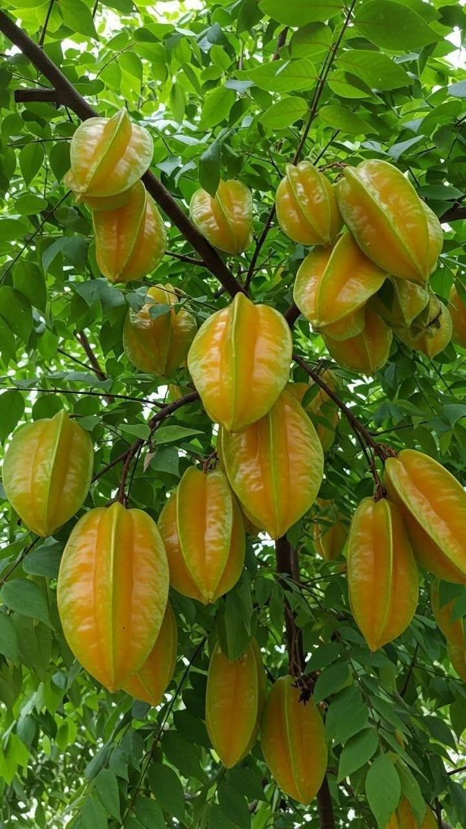 Buah apa yang menurutmu ENAK tapi sudah jarang kelihatan? 

Me: Belimbing