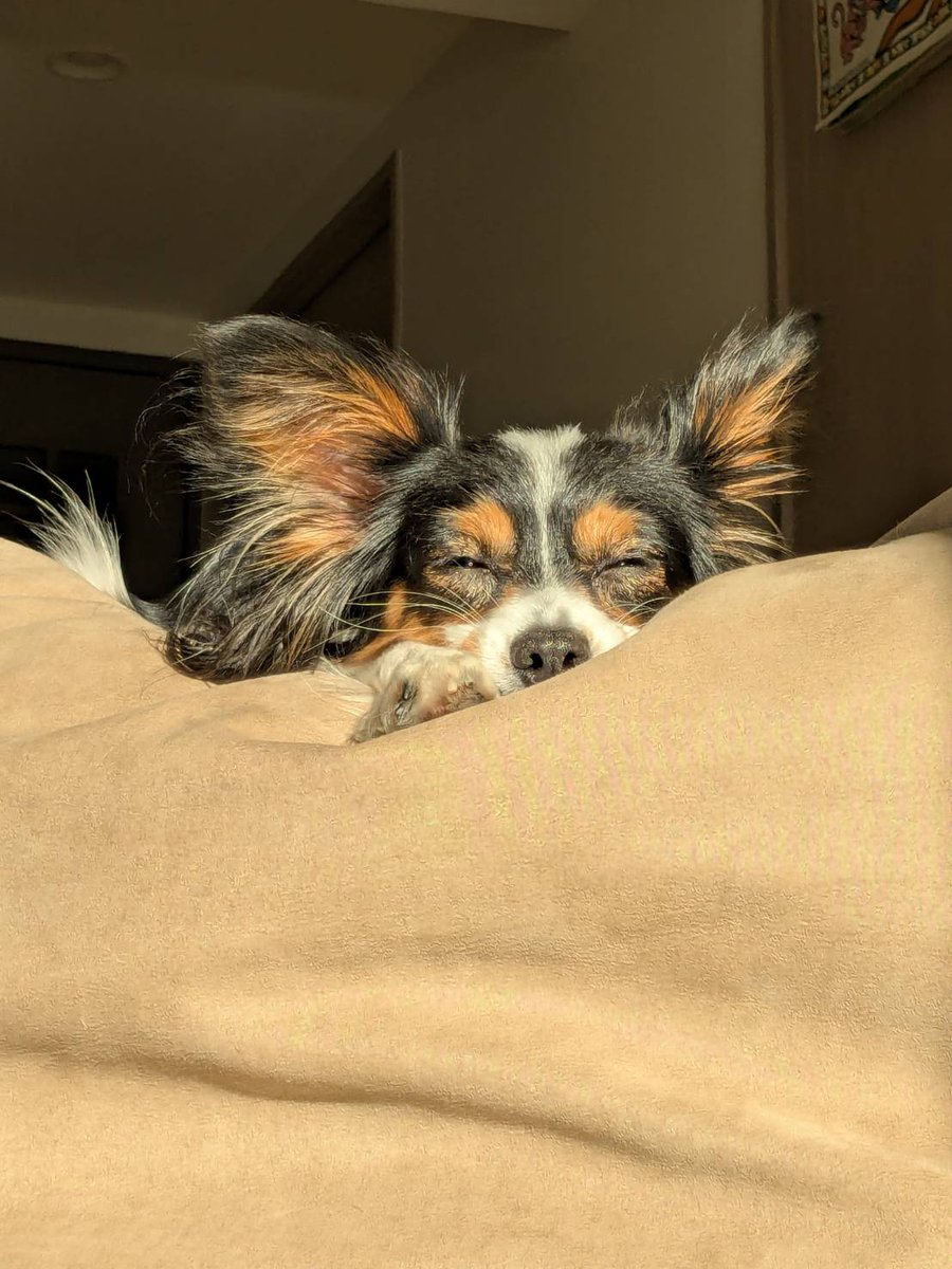 スヤァ…
#パピヨン