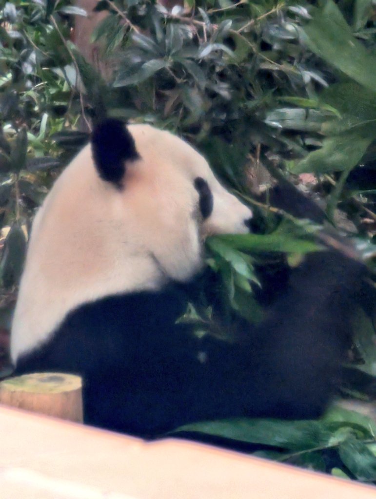 桜浜も竹を食べていました😁 夢中だね〜🐼🌸🎶