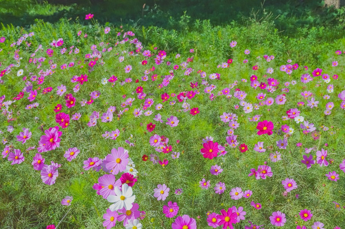 【凛と咲く地元の武庫川髭のコスモス園へ】

〜身近にあって発見した尼のコスモス園その⑦〜

PENTAX K-3 Prestige Edition
PENTAX-DA★16-50mm F2.8