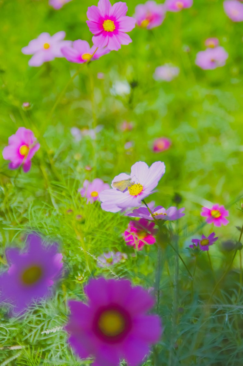 【凛と咲く地元の武庫川髭のコスモス園へ】

〜身近にあって発見した尼のコスモス園その⑧〜

PENTAX K-3 Prestige Edition
PENTAX-DA★16-50mm F2.8