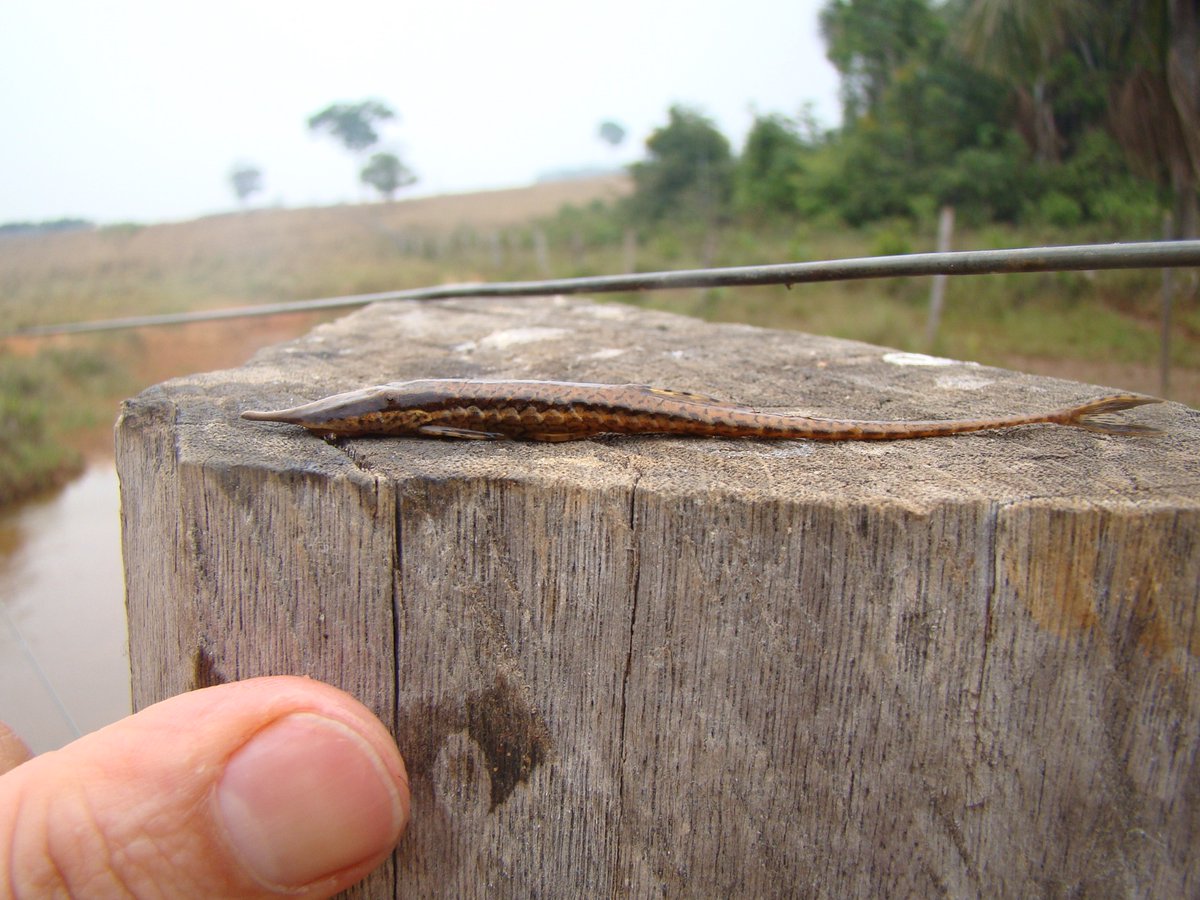 #NewSpeciesAlert - 𝐹𝑎𝑟𝑙𝑜𝑤𝑒𝑙𝑙𝑎 𝑘𝑖𝑟𝑎𝑛𝑒, a new species of twig catfish, is described from the upper Paraguai River basin, Mato Grosso State, Brazil. This species is the smallest species known to date in the genus, reaching up to 96 mm SL.
🔓 scielo.br/j/ni/a/mnwNJh8…