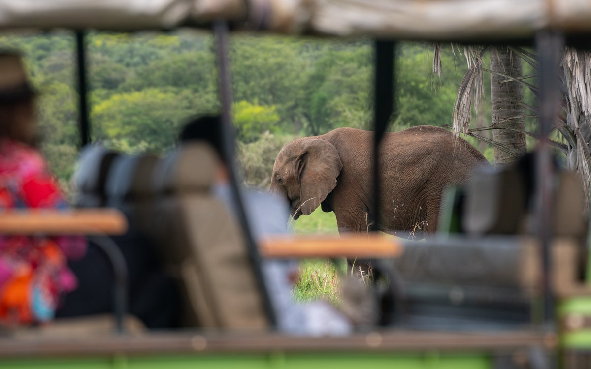 SafarisUganda's tweet image. Tip No 2
Respect the Wild. When you travel with #GreatLakesSafaris, you are a privileged guest in the animal&apos;s home. Always observe quietly, follow your professional guide&apos;s lead and help us preserve these incredible ecosystems for generations to come.
#ResponsibleTravel