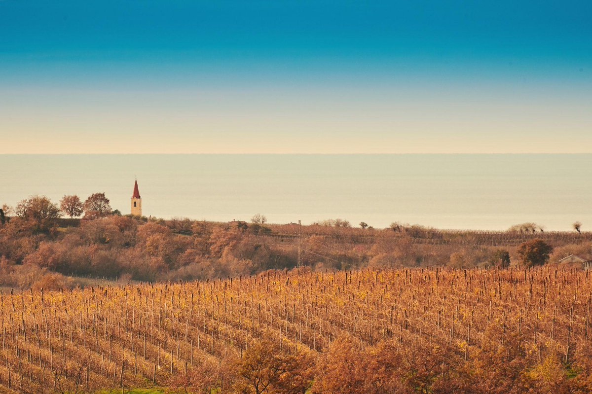 Colours of Istria tweet media