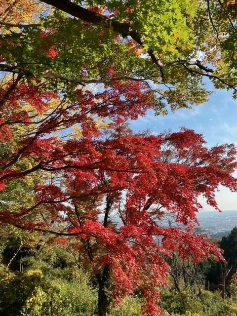 🍁【大平山紅葉情報】11/14現在🍂
東武日光線栃木駅から関東バス倭町経由国学院前行き終点で下車、徒歩約25分✨
謙信平で名物の卵焼き、焼き鳥そして団子はいかがですか🍃
関東平野を一望できる景色を楽しもう🚃
#紅葉 #大平山 #秋旅 #東武鉄道