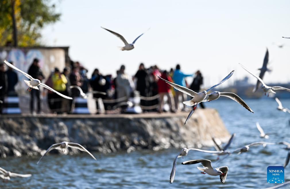 DailyBeijing's tweet image. Seagulls transform dock by Haihe River into tourist attraction in #China's Tianjin. #seagull