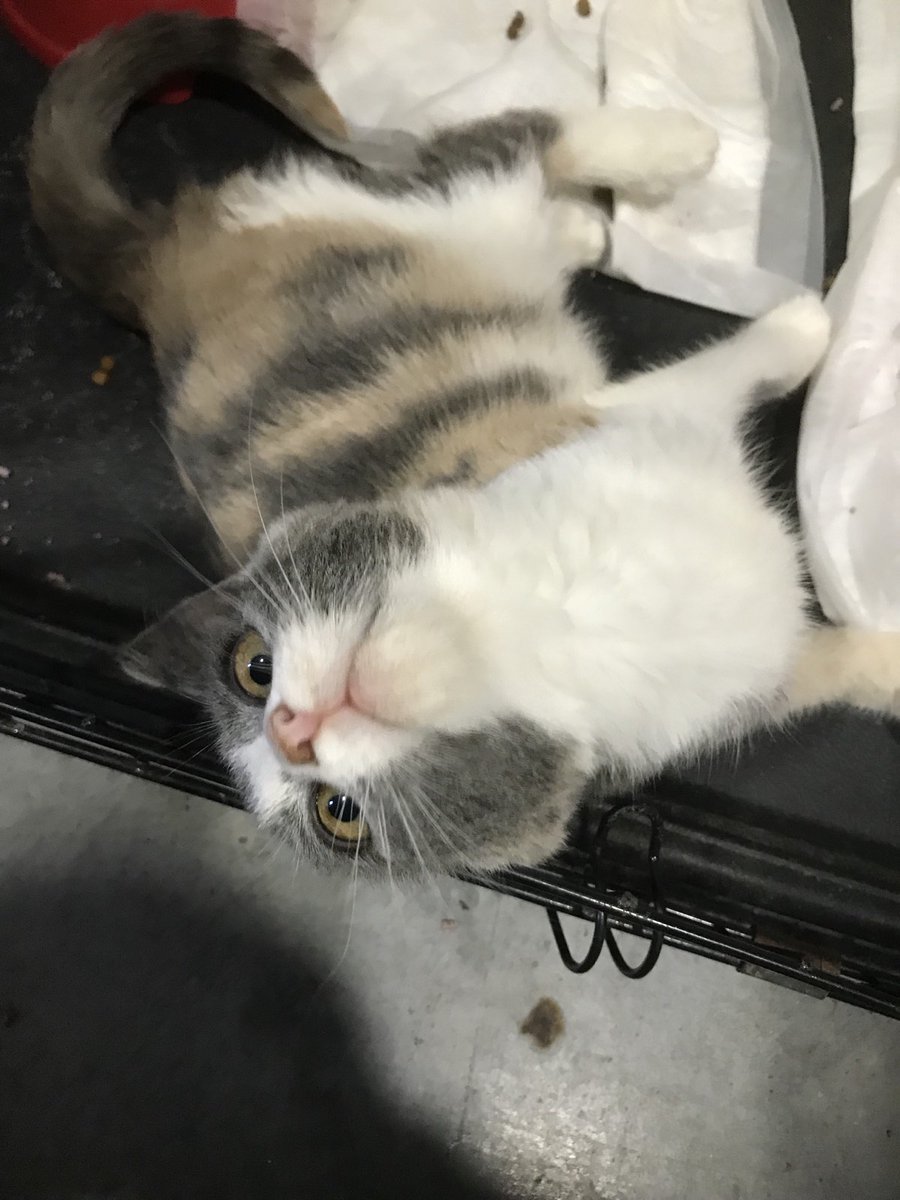 Прилаштовується кішка Мальвіна
Перебуває в клініці в Тернополі 
Ласкава кішечка лоток ходить 
Оброблена від паразитів 
Чекає на вакцинацію 
Подаруйте дім!!!!
Допоможу з переїздом