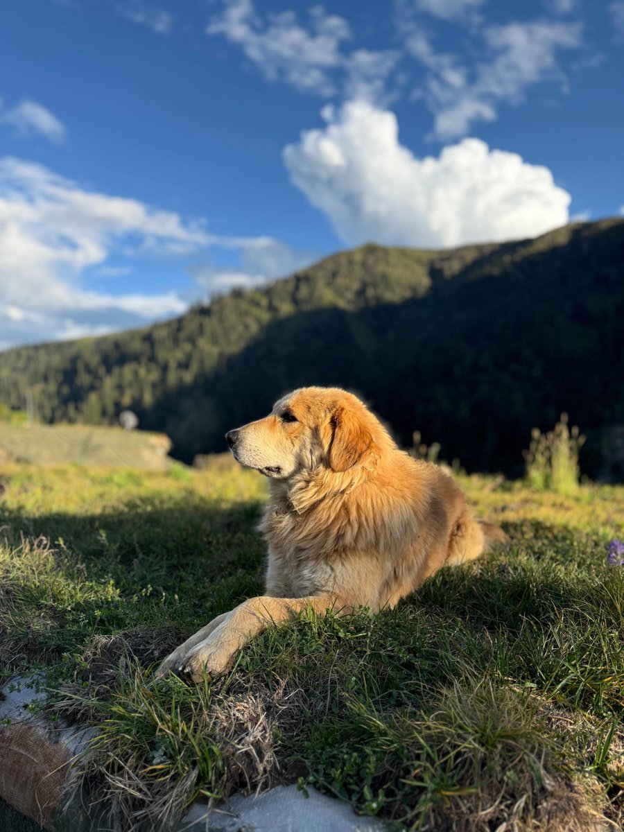 Enjoying the sunshine!!
.
.
.
.
.
.
.
.
#mountain #DogLovers