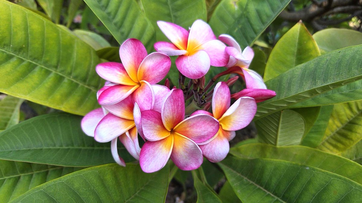 Aloha! 今はシーズンではありませんが、プルメリアが美しく咲いていた