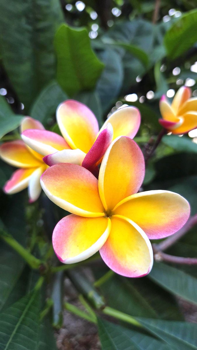 プルメリア❀❀ Aloha! 今はシーズンではありませんが、プルメリアが美しく咲いていた