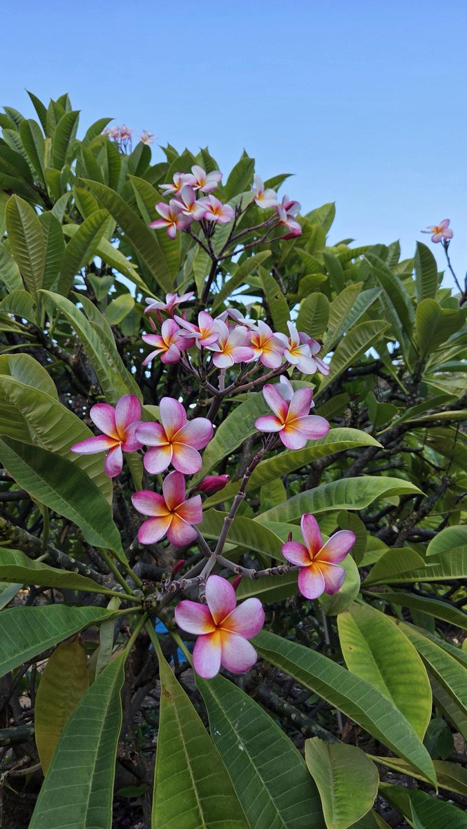 Aloha! 今はシーズンではありませんが、プルメリアが美しく咲いていた