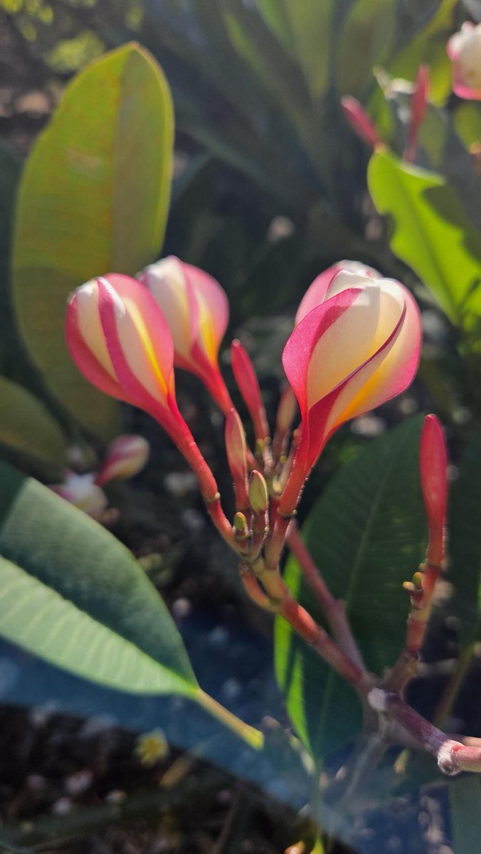 Aloha! 今はシーズンではありませんが、プルメリアが美しく咲いていた