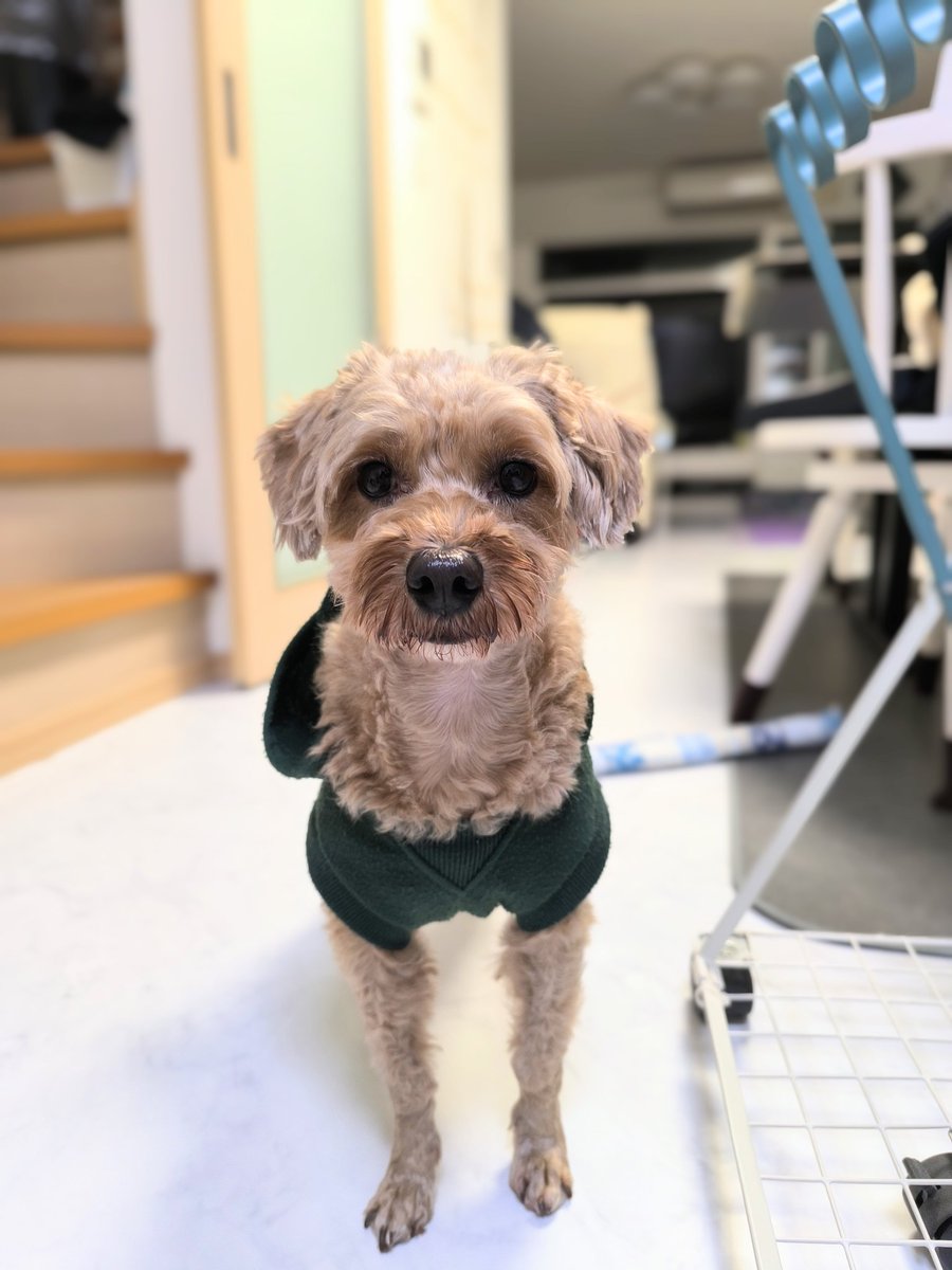 bisuke_lala's tweet photo. 足長効果があると噂の撮り方をしたんですけど、犬にも足長効果出ました！
いつもの撮り方だとちんちくりんフォームなのにスラッとしたビスケになりました✨ https://t.co/4JnffaiAv4