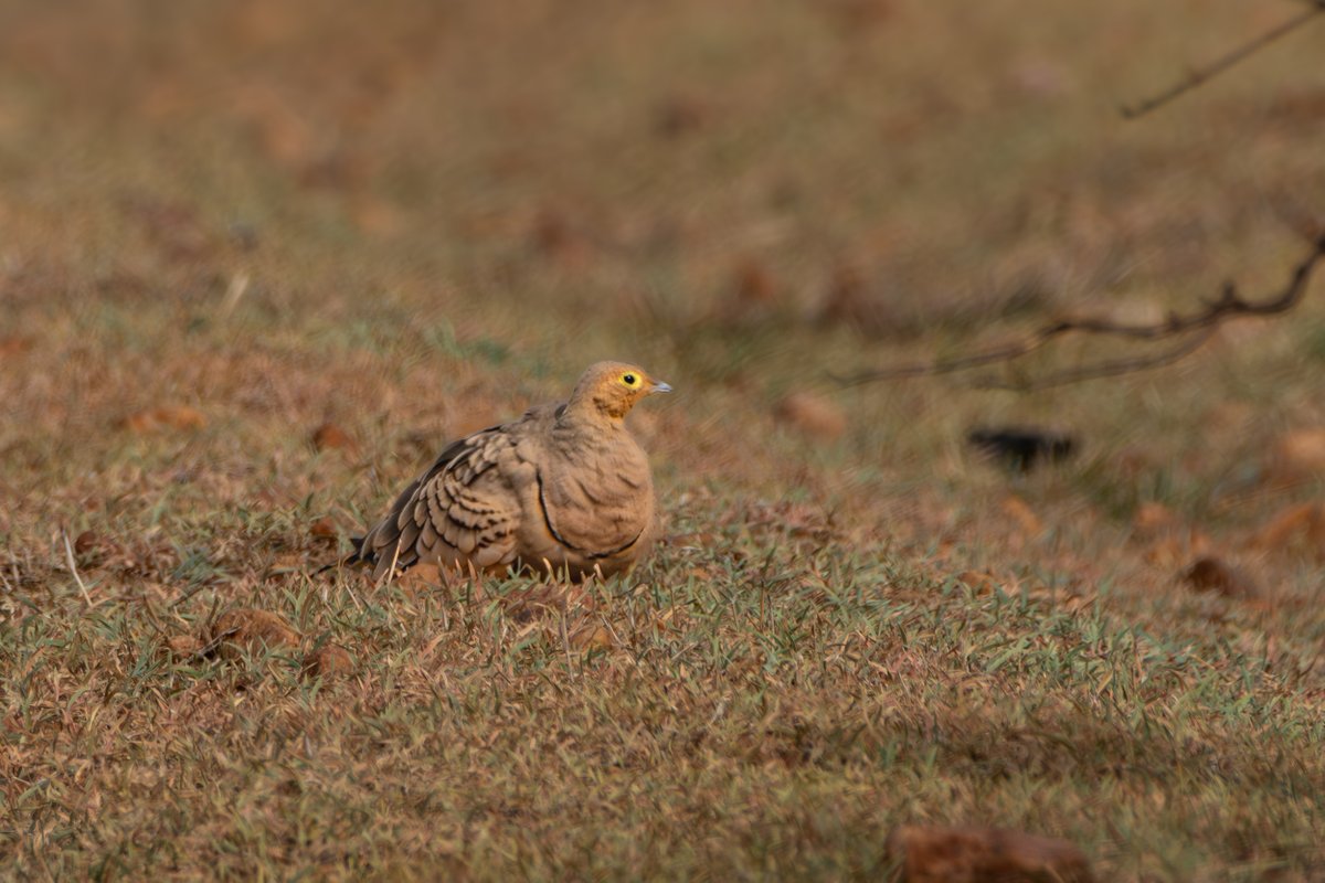 rahul_rajguru's tweet image. Chestnut-bellied Sandgrouse