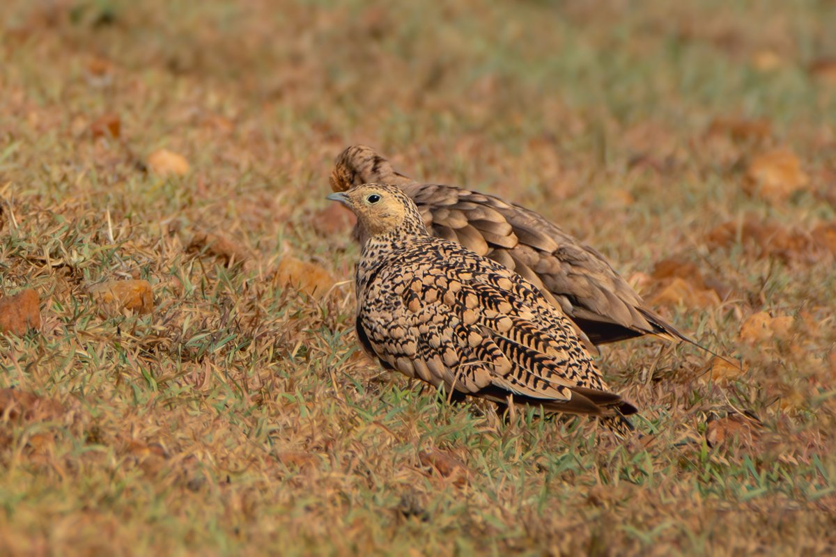 rahul_rajguru's tweet image. Chestnut-bellied Sandgrouse
