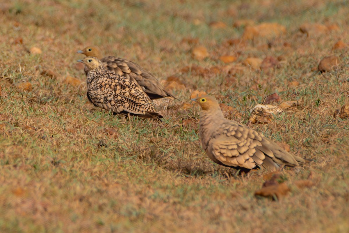 rahul_rajguru's tweet image. Chestnut-bellied Sandgrouse