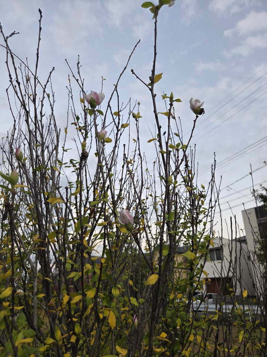 近所です🪾🍁
綺麗でした😊