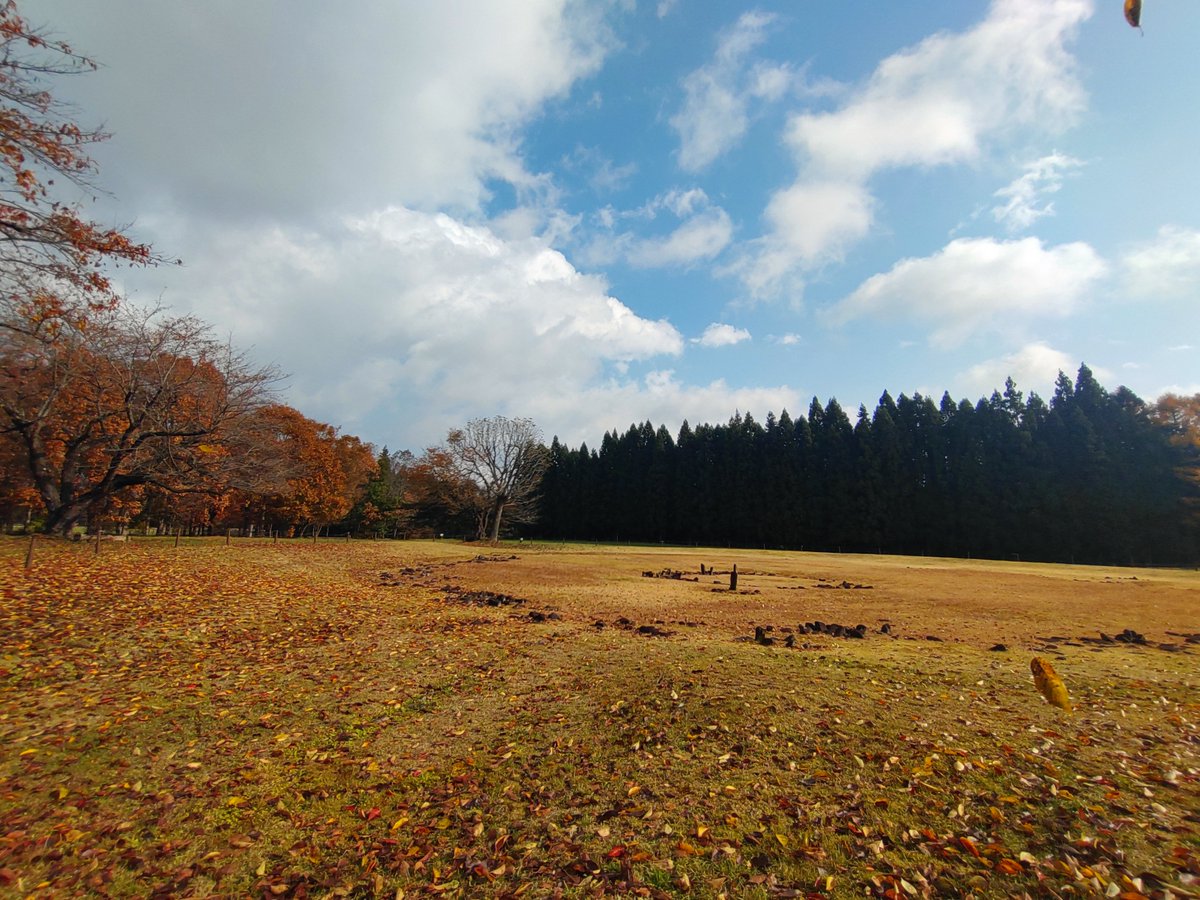 史跡公開終了まで、残り10日を切りました。植栽の葉もすっかり落ち、雪の気配が感じられる季節になりました。#大湯環状列石