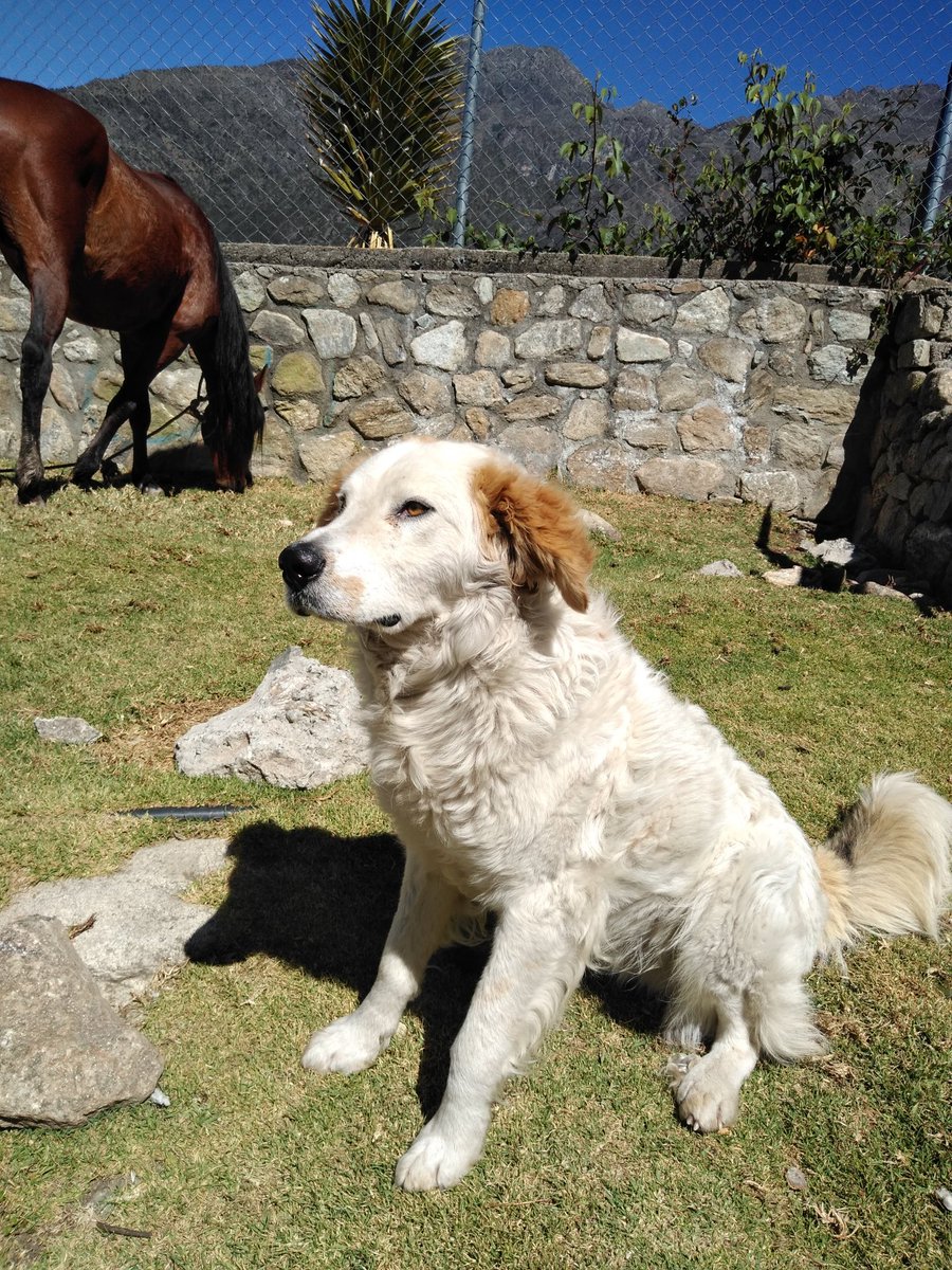 Una vez me fui de ruta por los Andes y el individuo con el que fui no sabía había donde ir y fue un perro quién nos guió en la montaña