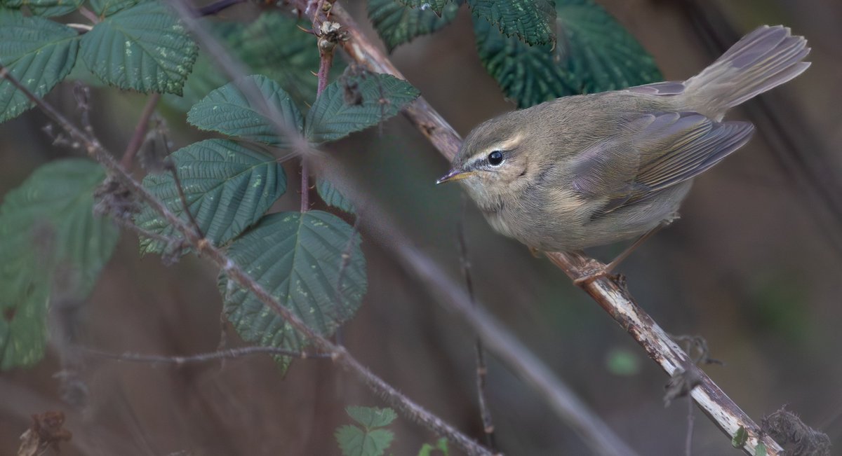 Sam Goddard tweet media