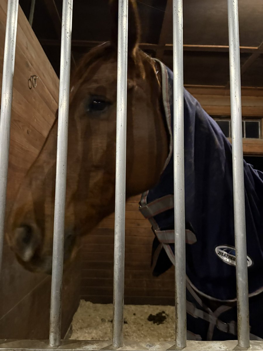 Paid a little visit to some cuties at a farm this visit in Mass. #horses  #Massachusetts