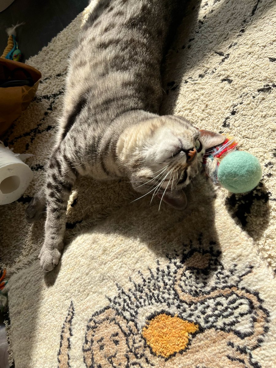 tkas_888's tweet photo. 太陽光吸収猫☀️ https://t.co/HBmw9G3Sh7