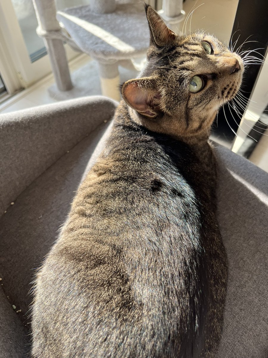 1121_hl's tweet photo. 日向ぼっこでポカポカの猫を吸う休日
実に素晴らしい https://t.co/XvxDFedbcs