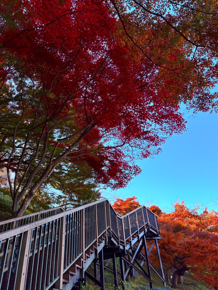 山形の天童市にある舞鶴山(天童公園)、紅葉が見頃です🍁もみじ園の園路からの眺め、おすすめです👍
#山形県 #紅葉
