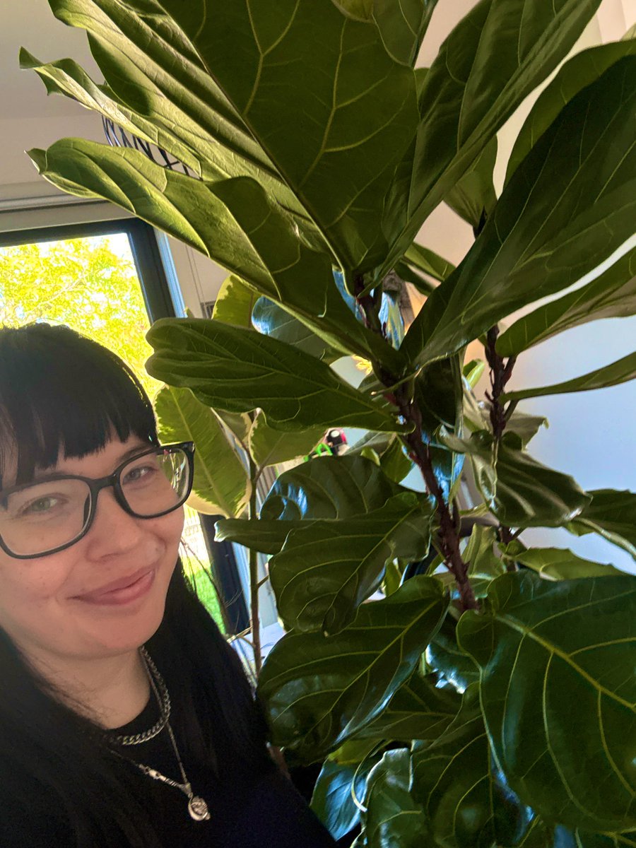 vx_pine's tweet image. Please look at my giant fiddle leaf 🌿 

(pls compliment it)