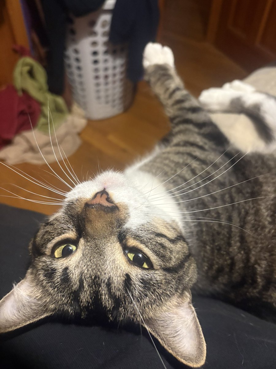 LMNY | KangarooMan 🦘 tweet media