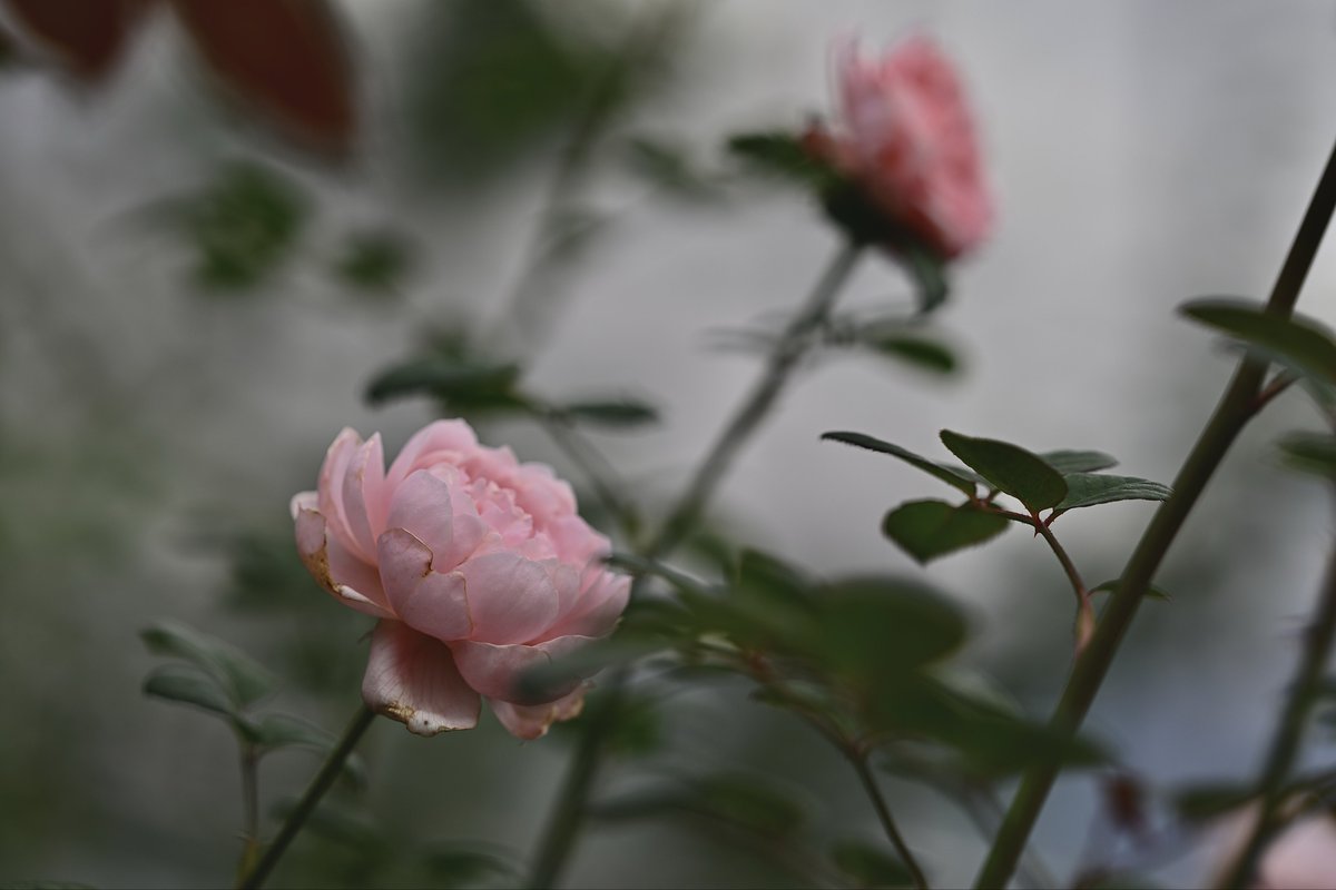 📸kazumi (@zf1118kazumi) / Posts / X