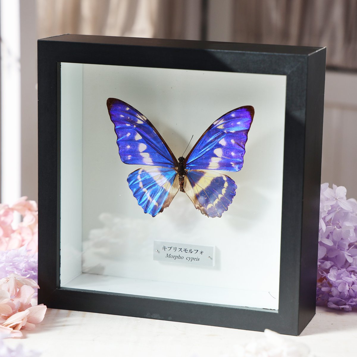 コエポン Parids Thros-PA/キプリスモルフォブルーメス-1 コエポン